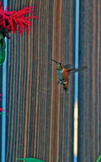Photo of rufous hummingbird